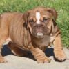 CAYLEE ENGLISH BULLDOG PUPPY