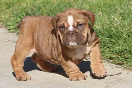 CAYLEE ENGLISH BULLDOG PUPPY