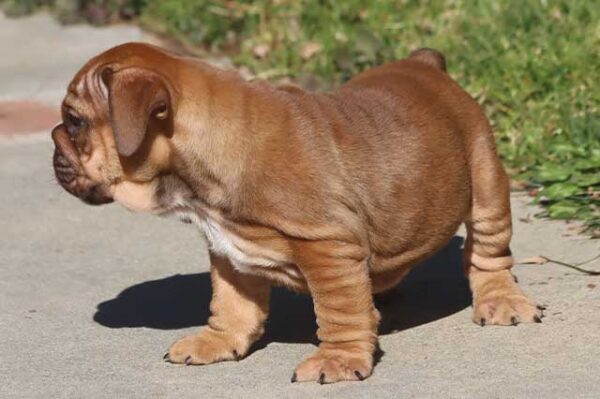 CAYLEE ENGLISH BULLDOG PUPPY