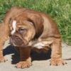CAYLEE ENGLISH BULLDOG PUPPY