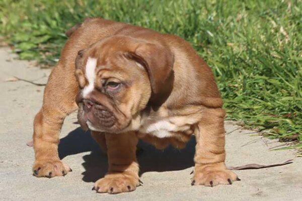 CAYLEE ENGLISH BULLDOG PUPPY
