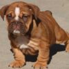 CAYLEE ENGLISH BULLDOG PUPPY