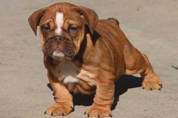 CAYLEE ENGLISH BULLDOG PUPPY