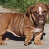 CAYLEE ENGLISH BULLDOG PUPPY