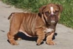 CAYLEE ENGLISH BULLDOG PUPPY