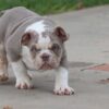 LOLA ENGLISH BULLDOG PUPPY