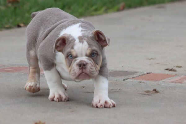LOLA ENGLISH BULLDOG PUPPY