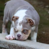 LOLA ENGLISH BULLDOG PUPPY