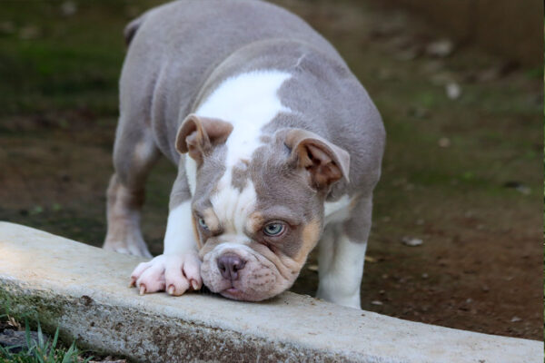 LOLA ENGLISH BULLDOG PUPPY