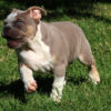 LOLA ENGLISH BULLDOG PUPPY