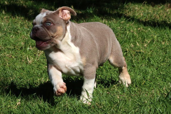 LOLA ENGLISH BULLDOG PUPPY