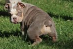 LOLA ENGLISH BULLDOG PUPPY
