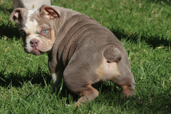 LOLA ENGLISH BULLDOG PUPPY