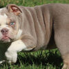 LOLA ENGLISH BULLDOG PUPPY