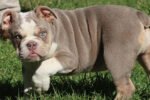 LOLA ENGLISH BULLDOG PUPPY
