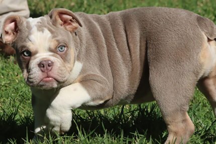 LOLA ENGLISH BULLDOG PUPPY