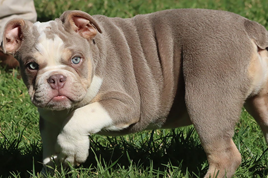 LOLA ENGLISH BULLDOG PUPPY LOLA ENGLISH BULLDOG PUPPY