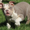 LOLA ENGLISH BULLDOG PUPPY
