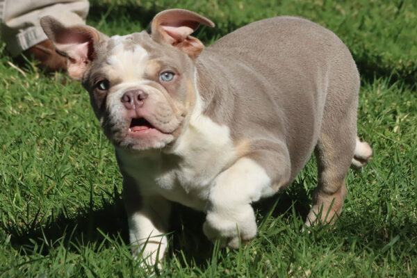LOLA ENGLISH BULLDOG PUPPY
