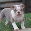 LOLA ENGLISH BULLDOG PUPPY