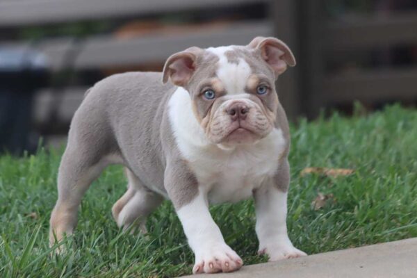 LOLA ENGLISH BULLDOG PUPPY