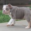 LOLA ENGLISH BULLDOG PUPPY