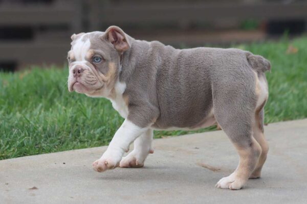 LOLA ENGLISH BULLDOG PUPPY