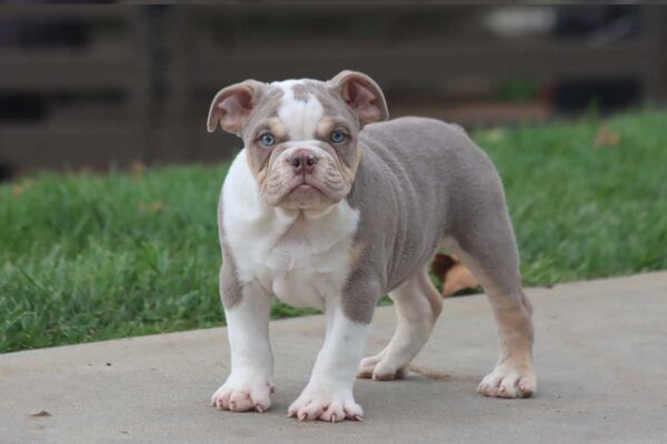 LOLA ENGLISH BULLDOG PUPPY