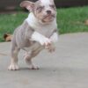 LOLA ENGLISH BULLDOG PUPPY