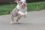 LOLA ENGLISH BULLDOG PUPPY