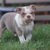 LOLA ENGLISH BULLDOG PUPPY