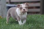 LOLA ENGLISH BULLDOG PUPPY