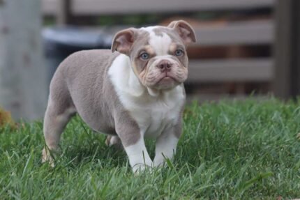 Home Pets | Mario Walker's Bullies LOLA ENGLISH BULLDOG PUPPY