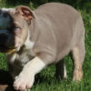 LOLA ENGLISH BULLDOG PUPPY