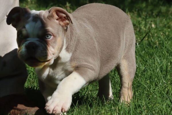 LOLA ENGLISH BULLDOG PUPPY