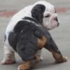 GHOST ENGLISH BULLDOG PUPPIES
