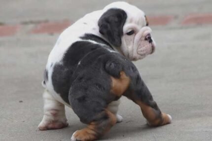 Home Pets | Mario Walker's Bullies GHOST ENGLISH BULLDOG PUPPIES
