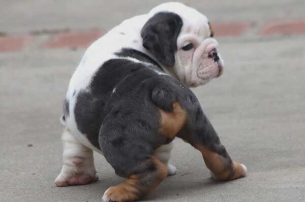 GHOST ENGLISH BULLDOG PUPPIES