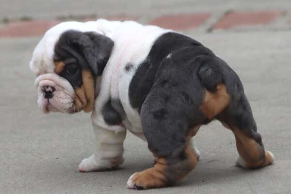 GHOST ENGLISH BULLDOG PUPPIES