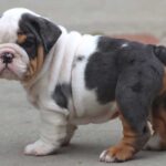 GHOST ENGLISH BULLDOG PUPPIES GHOST ENGLISH BULLDOG PUPPIES
