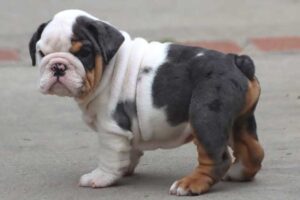 GHOST ENGLISH BULLDOG PUPPIES