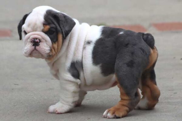 GHOST ENGLISH BULLDOG PUPPIES