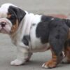 GHOST ENGLISH BULLDOG PUPPIES