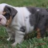 GHOST ENGLISH BULLDOG PUPPIES