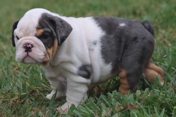 GHOST ENGLISH BULLDOG PUPPIES