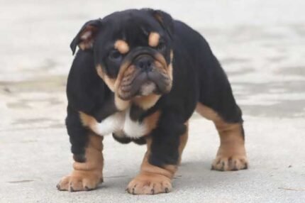 Home Pets | Mario Walker's Bullies GOMER PYLE ENGLISH BULLDOG PUPPIES