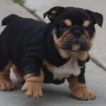 GOMER PYLE ENGLISH BULLDOG PUPPIES GOMER PYLE ENGLISH BULLDOG PUPPIES