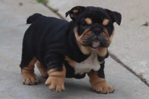 GOMER PYLE ENGLISH BULLDOG PUPPIES