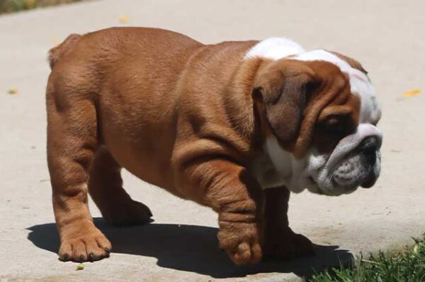   HAMBURGER OZZY ENGLISH BULLDOG PUPPIES 