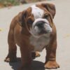   HAMBURGER OZZY ENGLISH BULLDOG PUPPIES 